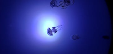 サンシャイン水族館に投稿された画像（2020/8/17）