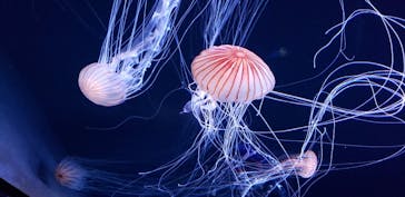 サンシャイン水族館に投稿された画像（2020/8/17）