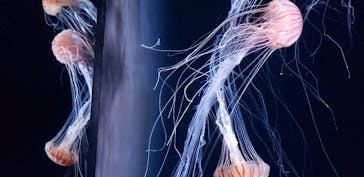 サンシャイン水族館に投稿された画像（2020/8/17）