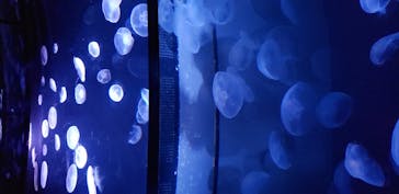 サンシャイン水族館に投稿された画像（2020/8/17）