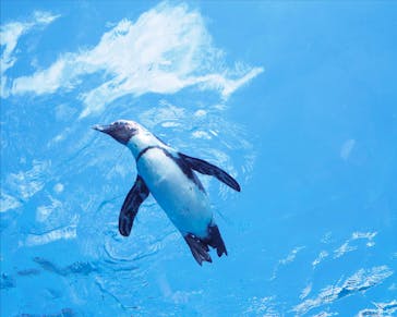 サンシャイン水族館に投稿された画像（2020/8/17）