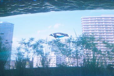 サンシャイン水族館に投稿された画像（2020/8/17）