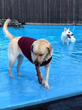 わんダフルネイチャーヴィレッジに投稿された画像（2020/8/17）