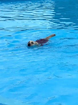 わんダフルネイチャーヴィレッジに投稿された画像（2020/8/17）