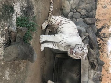 東武動物公園に投稿された画像（2020/8/17）