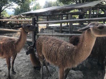 群馬サファリパークに投稿された画像（2020/8/17）