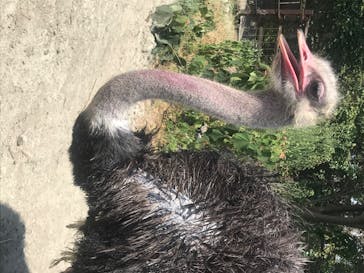 群馬サファリパークに投稿された画像（2020/8/17）