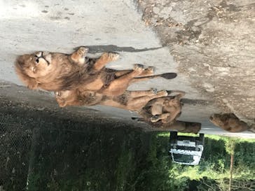 群馬サファリパークに投稿された画像（2020/8/17）