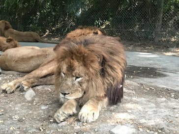 群馬サファリパークに投稿された画像（2020/8/17）