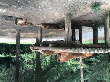 群馬サファリパークに投稿された画像（2020/8/17）