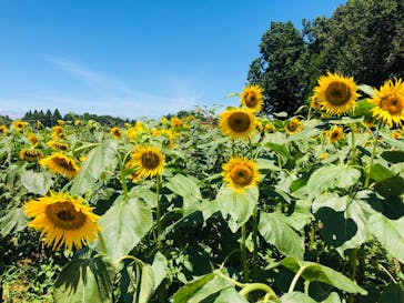 成田ゆめ牧場に投稿された画像（2020/8/17）