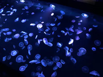 すみだ水族館に投稿された画像（2020/8/17）