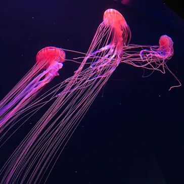 すみだ水族館に投稿された画像（2020/8/17）