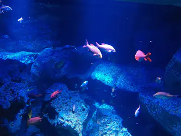 すみだ水族館に投稿された画像（2020/8/17）