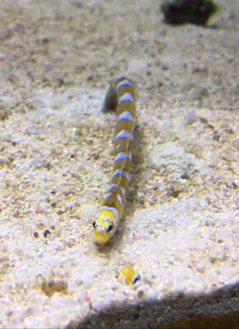 すみだ水族館に投稿された画像（2020/8/17）