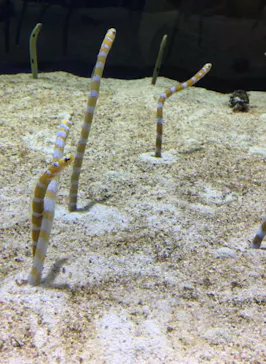 すみだ水族館に投稿された画像（2020/8/17）