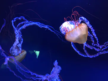 すみだ水族館に投稿された画像（2020/8/17）