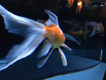 すみだ水族館に投稿された画像（2020/8/17）