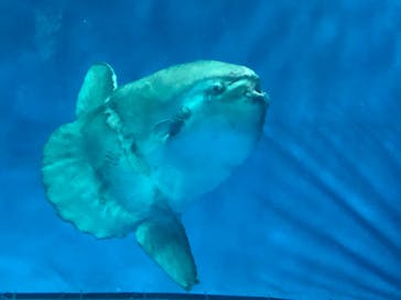 アクアワールド茨城県大洗水族館に投稿された画像（2020/8/17）