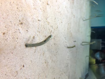 アクアワールド茨城県大洗水族館に投稿された画像（2020/8/17）