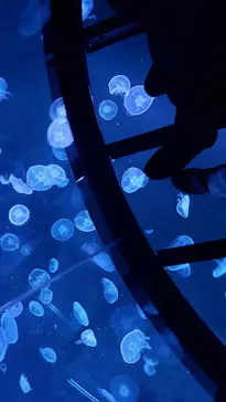 すみだ水族館に投稿された画像（2020/8/17）