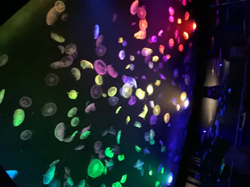 すみだ水族館に投稿された画像（2020/8/17）