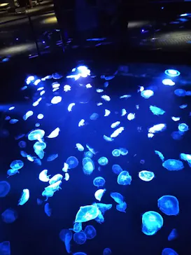 すみだ水族館に投稿された画像（2020/8/17）