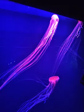 すみだ水族館に投稿された画像（2020/8/17）