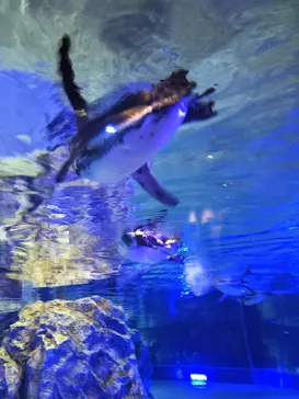 すみだ水族館に投稿された画像（2020/8/17）