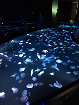 すみだ水族館に投稿された画像（2020/8/17）