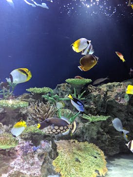 マリンワールド海の中道に投稿された画像（2020/8/17）