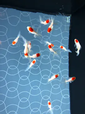 すみだ水族館に投稿された画像（2020/8/17）