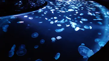 すみだ水族館に投稿された画像（2020/8/18）