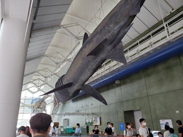 アクアワールド茨城県大洗水族館に投稿された画像（2020/8/18）