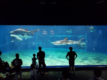 アクアワールド茨城県大洗水族館に投稿された画像（2020/8/18）
