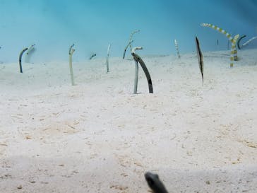 アクアワールド茨城県大洗水族館に投稿された画像（2020/8/18）