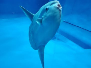 アクアワールド茨城県大洗水族館に投稿された画像（2020/8/18）