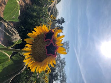 成田ゆめ牧場に投稿された画像（2020/8/18）