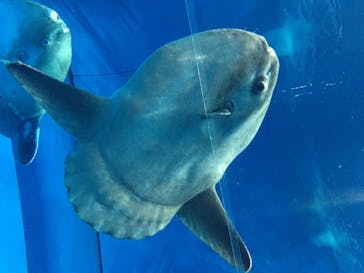 アクアワールド茨城県大洗水族館に投稿された画像（2020/8/18）