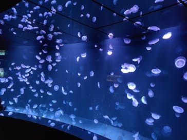 サンシャイン水族館に投稿された画像（2020/8/18）