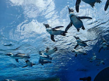 サンシャイン水族館に投稿された画像（2020/8/18）