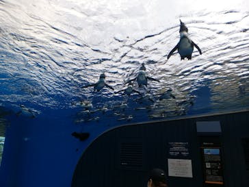 サンシャイン水族館に投稿された画像（2020/8/18）