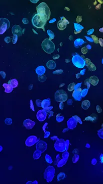 すみだ水族館に投稿された画像（2020/8/18）