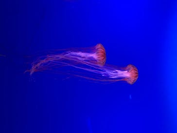 新江ノ島水族館に投稿された画像（2020/8/18）