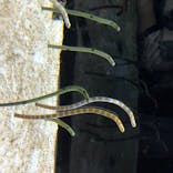 すみだ水族館に投稿された画像（2020/8/18）