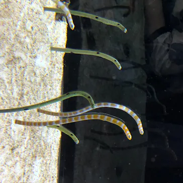 すみだ水族館に投稿された画像（2020/8/18）