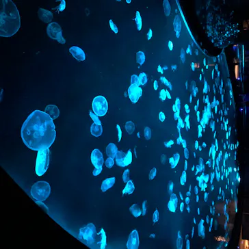 すみだ水族館に投稿された画像（2020/8/18）