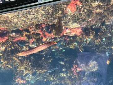 アクアワールド茨城県大洗水族館に投稿された画像（2020/8/18）