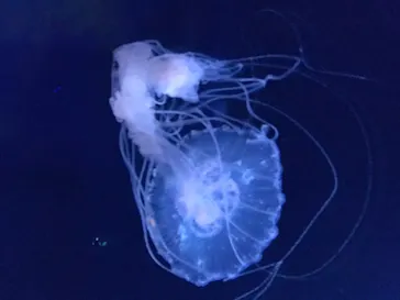 すみだ水族館に投稿された画像（2020/8/18）