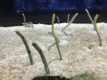 すみだ水族館に投稿された画像（2020/8/18）